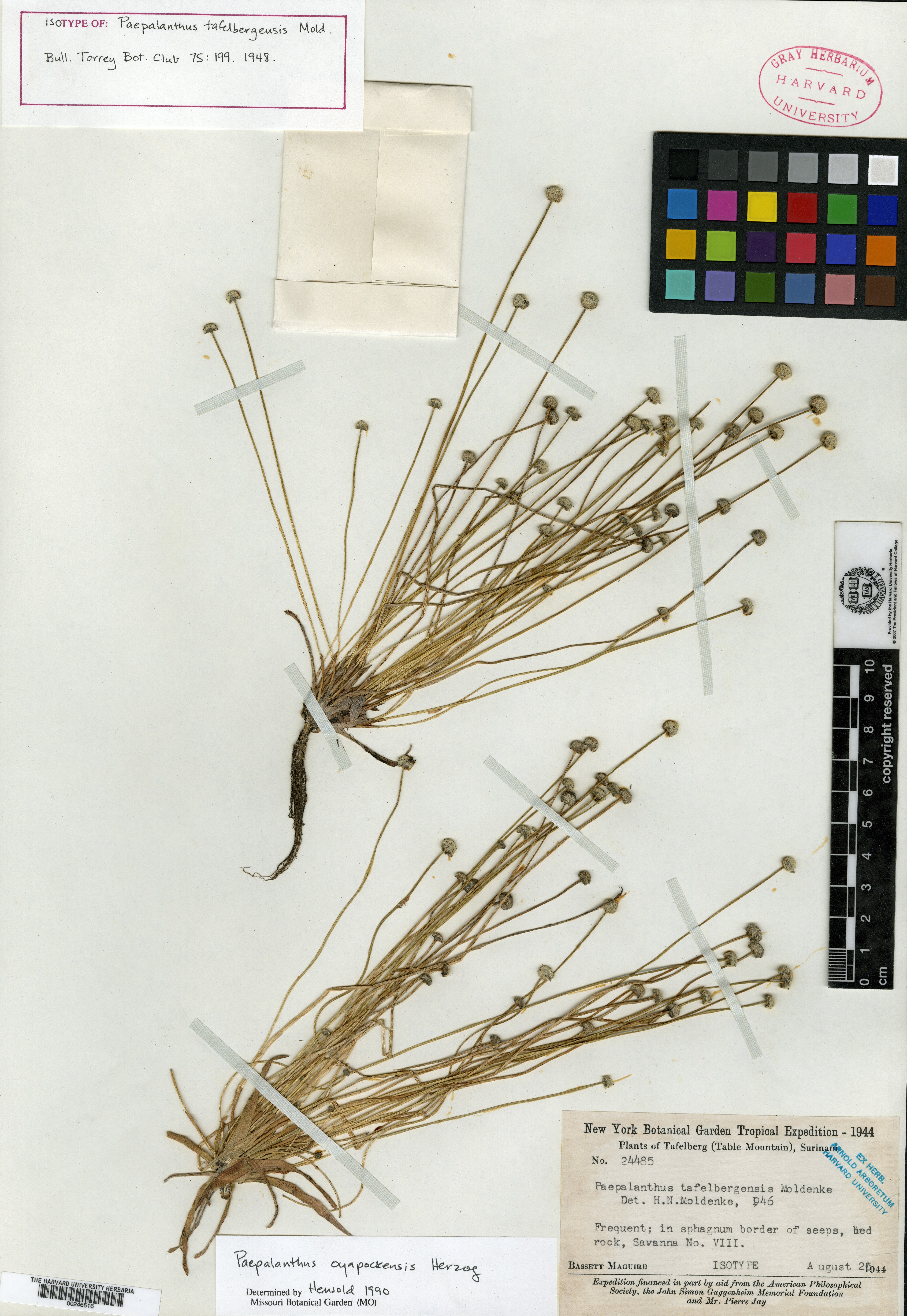 Syngonanthus tenuis var. bulbifer image