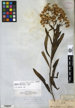 Vernonanthura membranacea image