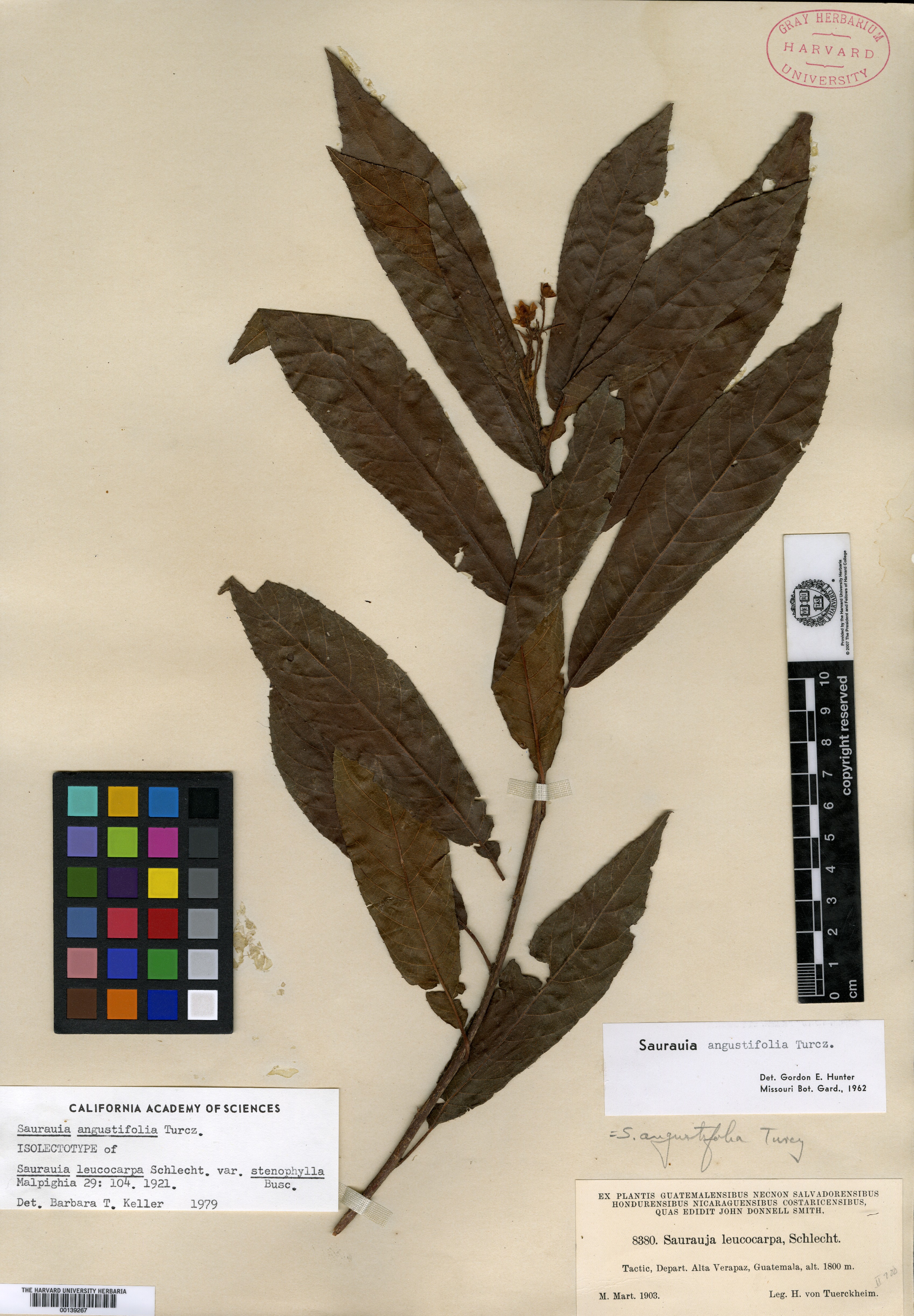 Saurauia leucocarpa var. stenophylla image