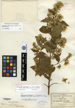 Critonia eriocarpa image