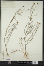 Coreopsis rosea image
