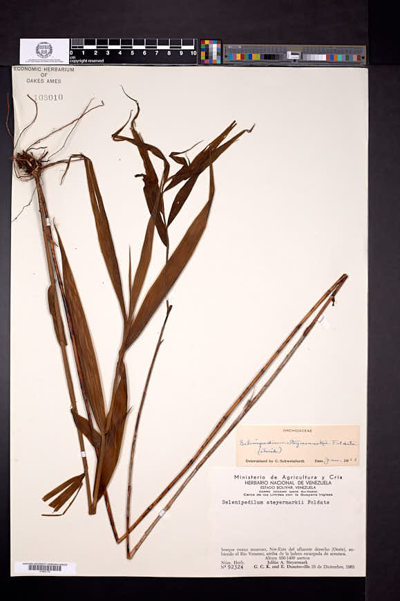 Selenipedium steyermarkii image