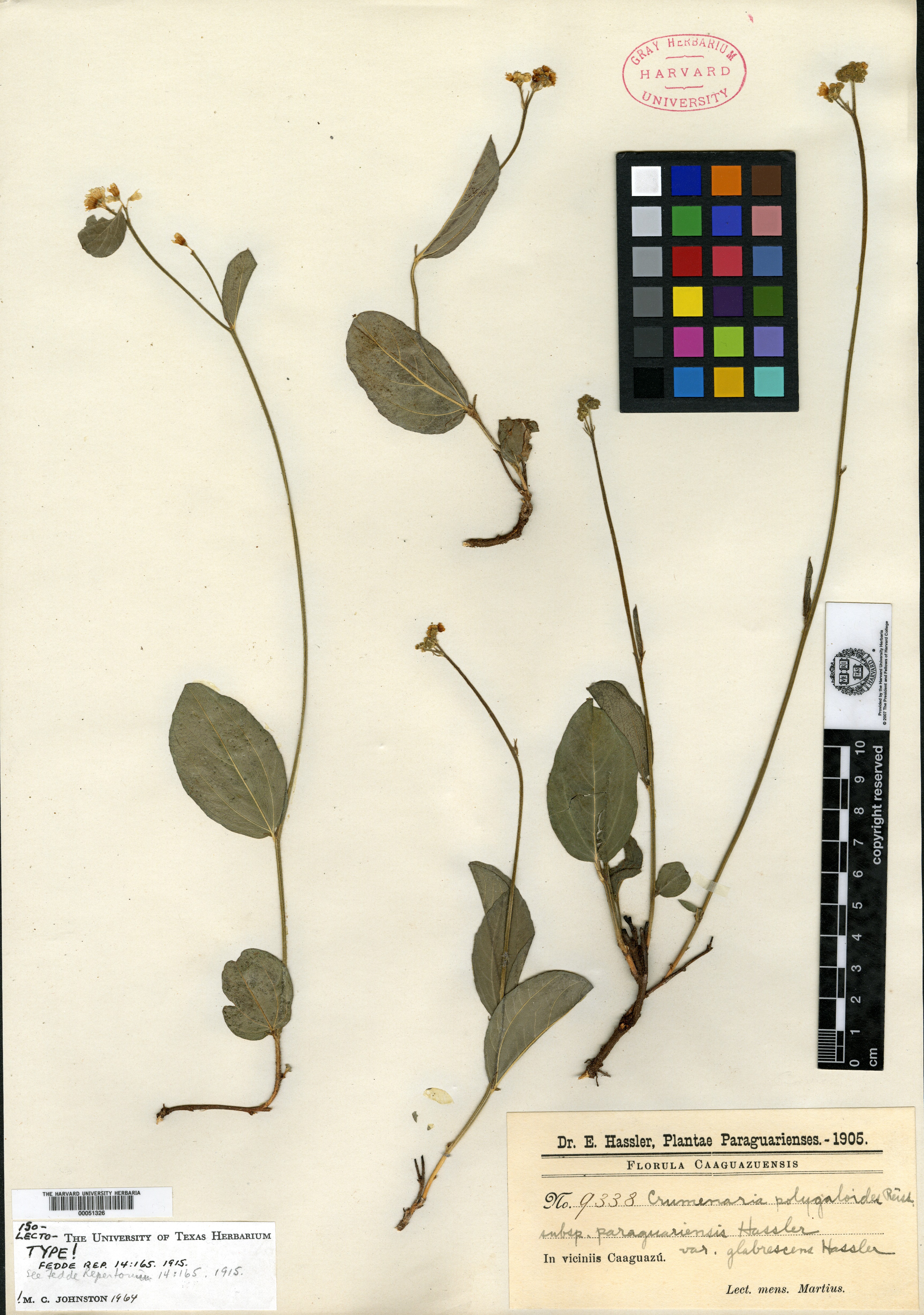 Crumenaria polygaloides var. glabrescens image