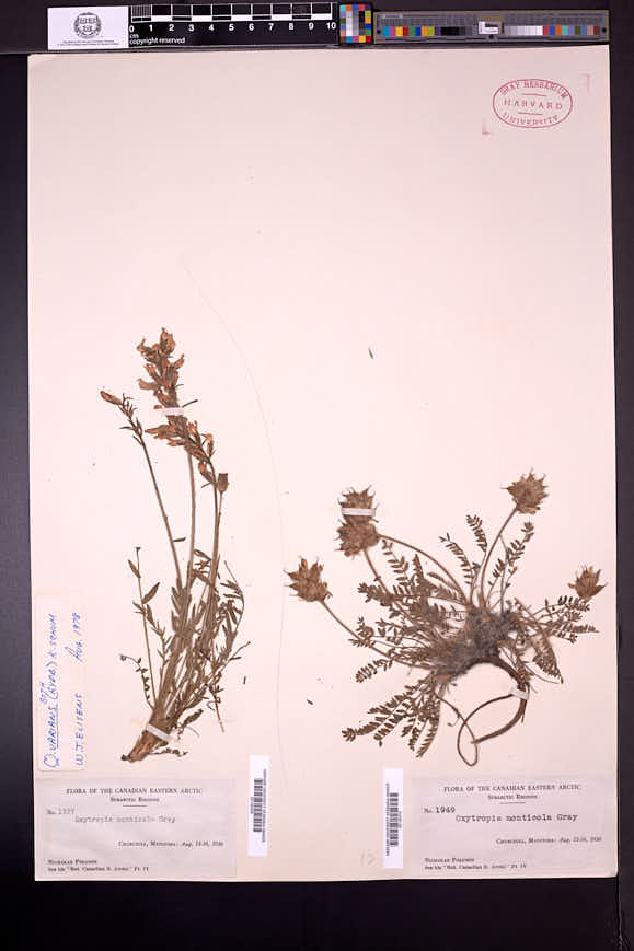Oxytropis campestris var. varians image