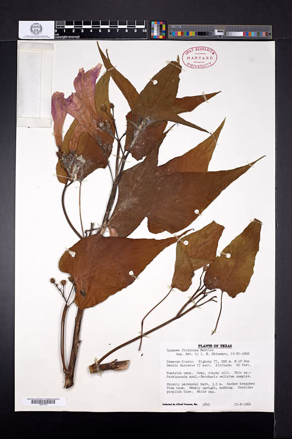 Ipomoea aristolochiifolia image