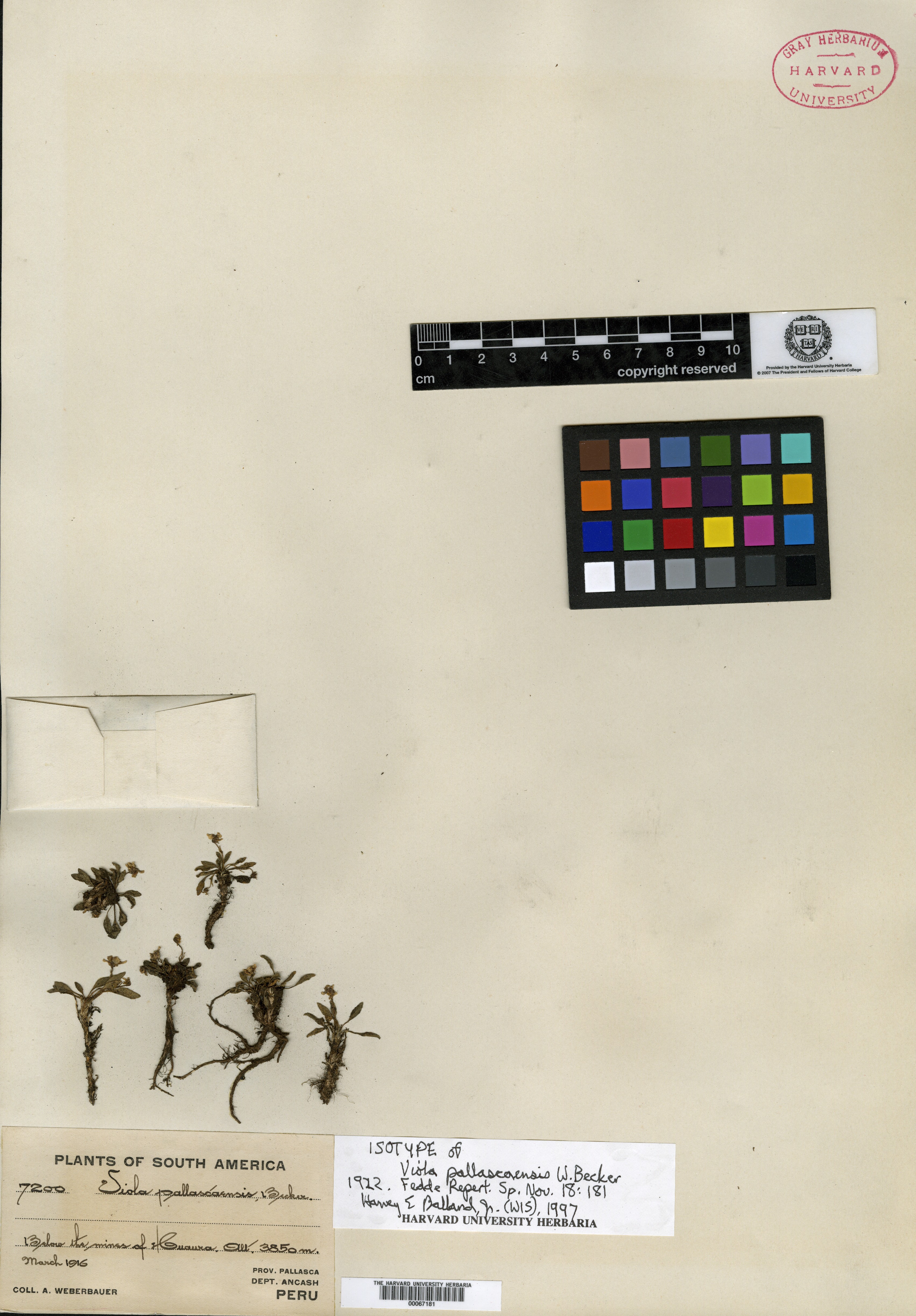 Viola pallascaensis image