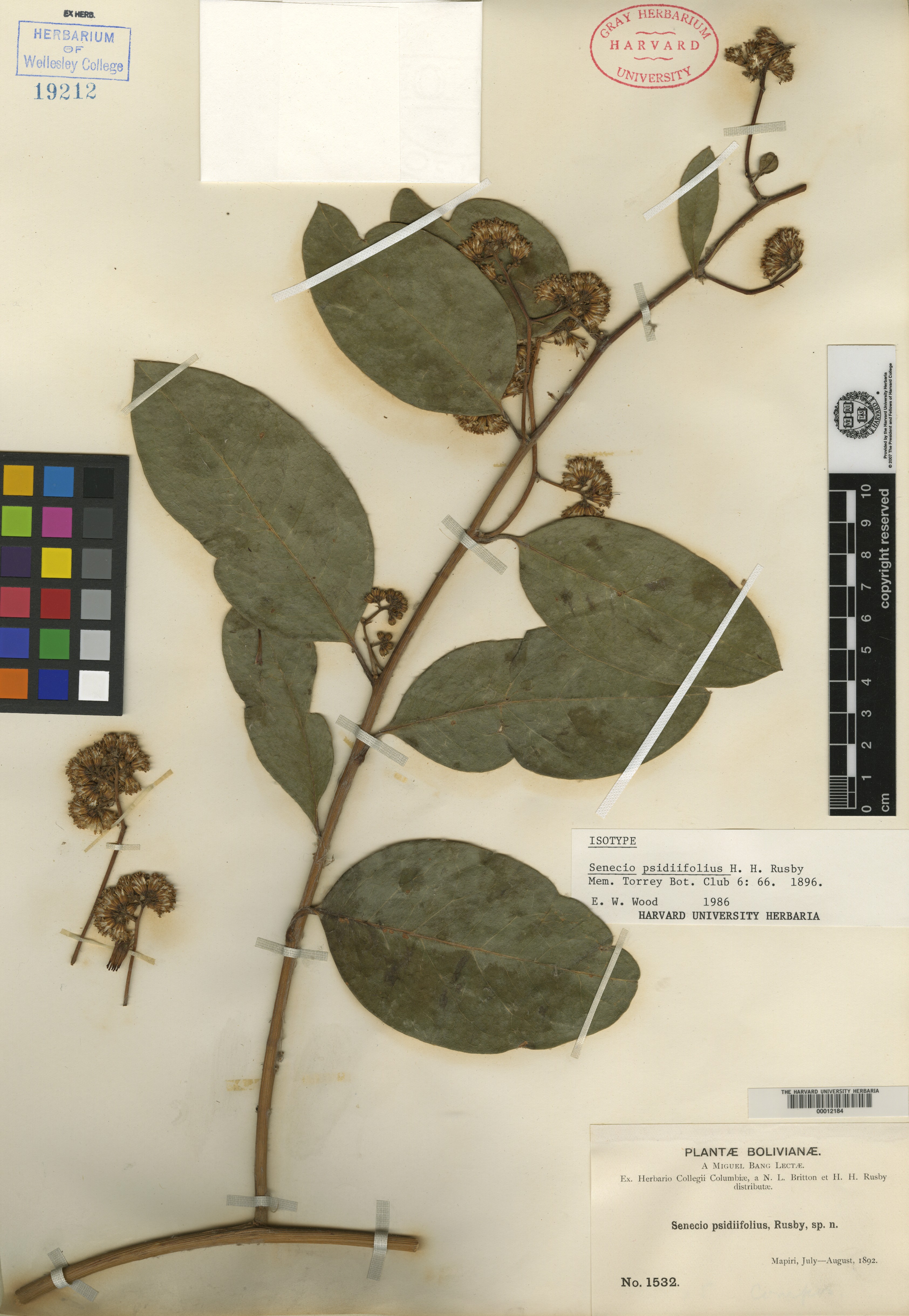 Pentacalia psidiifolia image