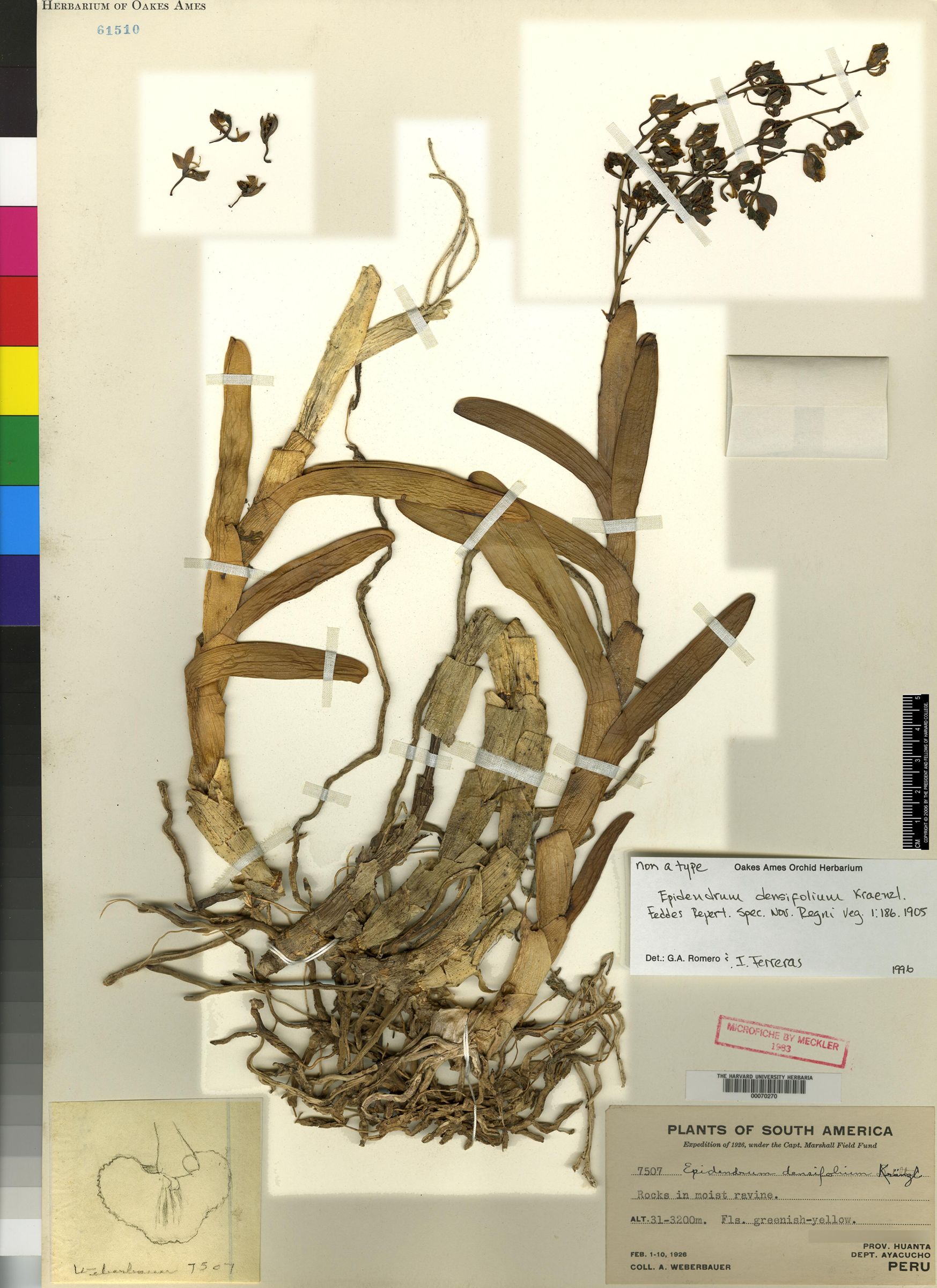 Epidendrum vandifolium image