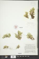 Selaginella rupestris image