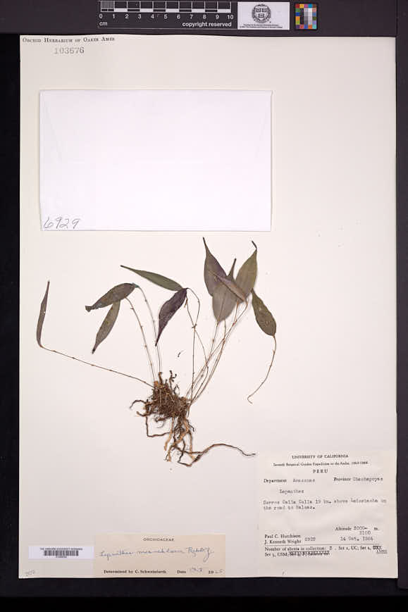 Lepanthes mesochlora image