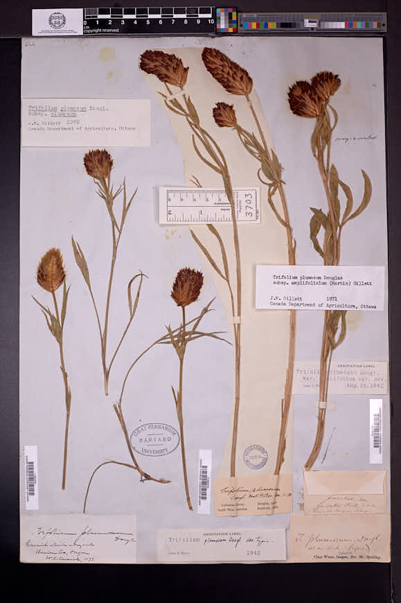 Trifolium plumosum image