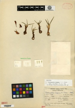 Cardenanthus vargasii image