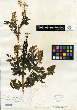 Corydalis brandegei image