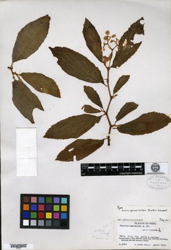 Begonia gesnerioides image
