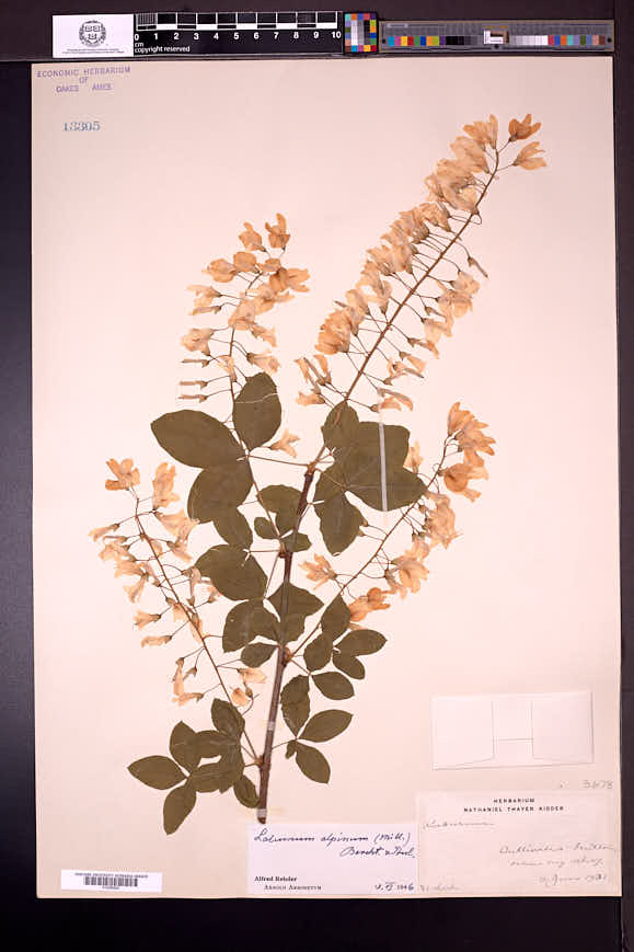 Laburnum alpinum image