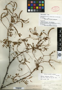 Mimosa coelocarpa image