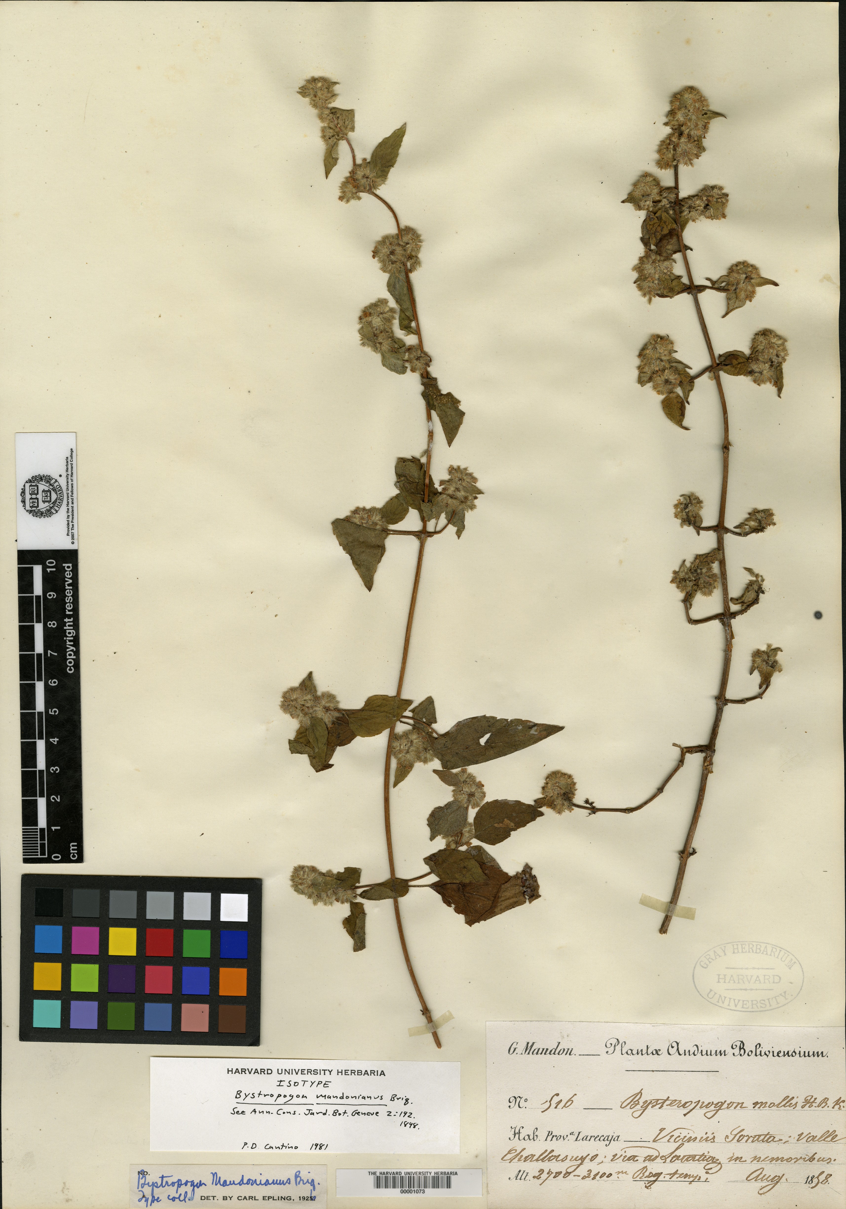 Clinopodium menthifolium subsp. menthifolium image