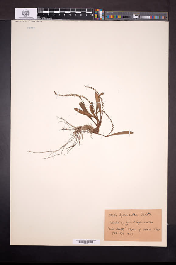 Stelis hymenantha image