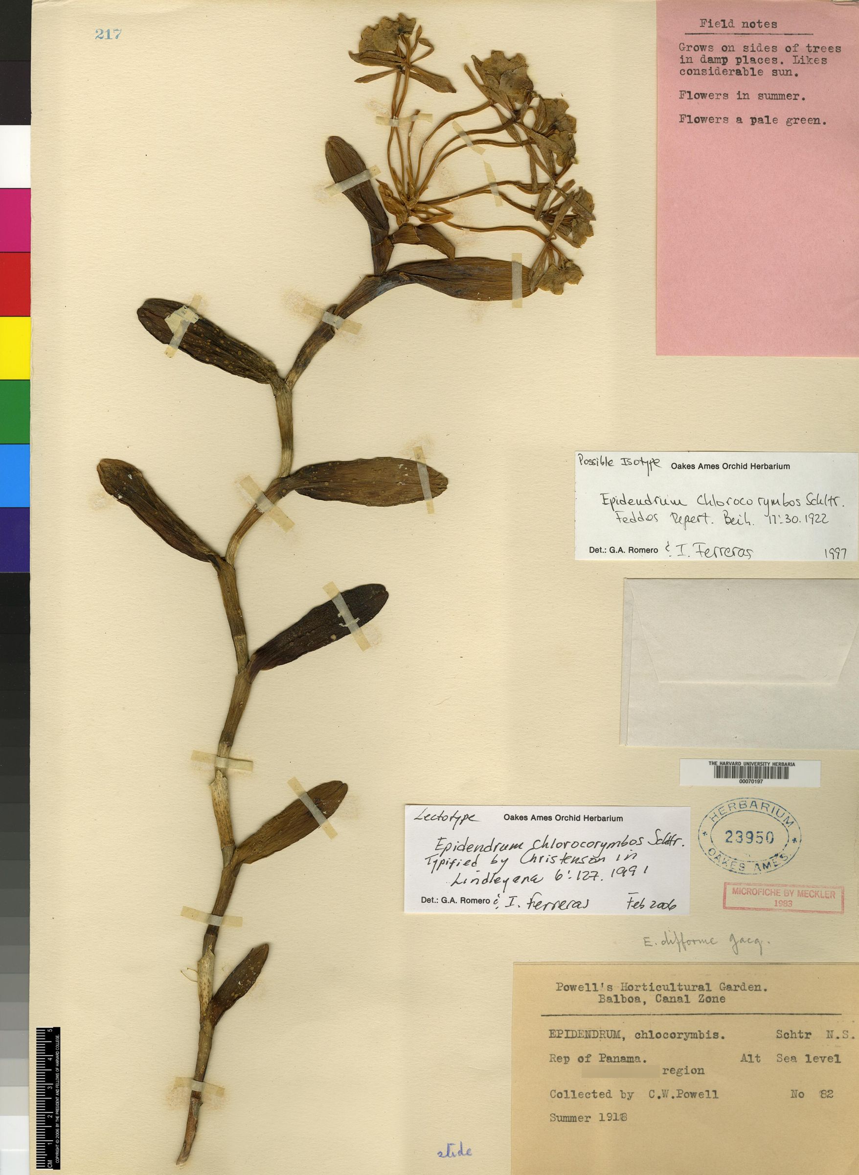Epidendrum chlorocorymbos image