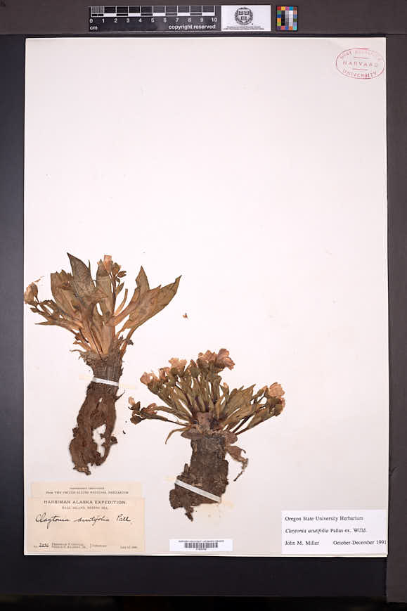 Claytonia acutifolia image