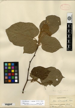Tilia americana var. mexicana image