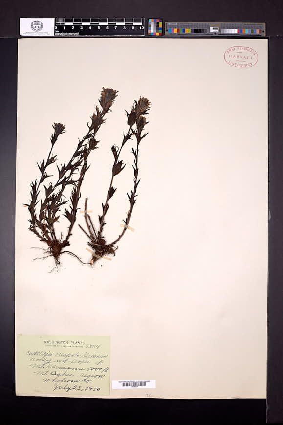 Castilleja parviflora var. olympica image