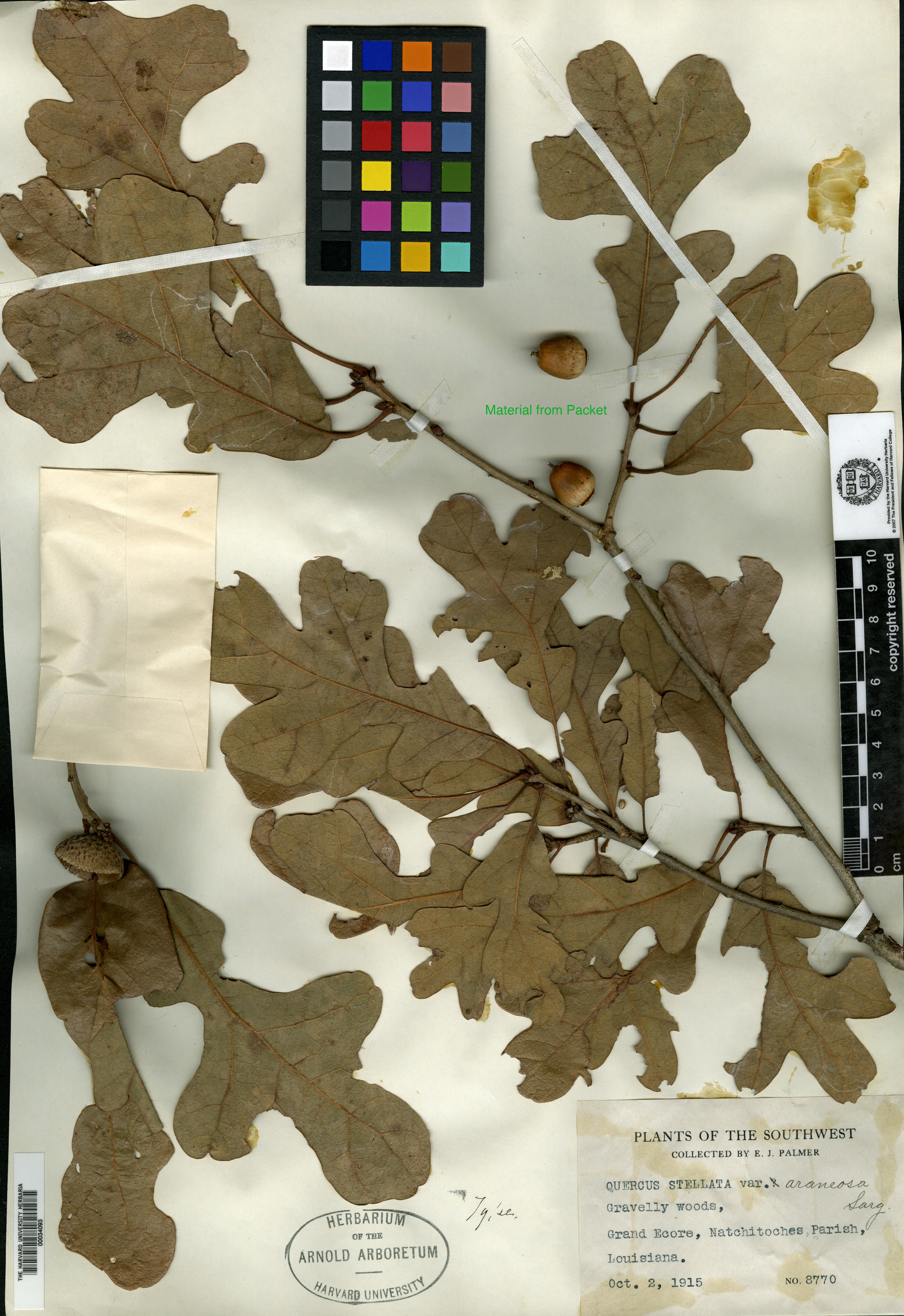 Quercus stellata var. araniosa image