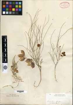 Astragalus falciformis image