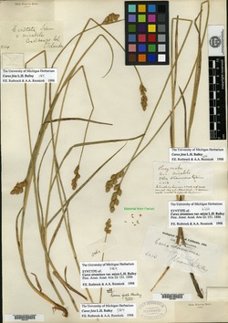 Carex straminea var. mixta image