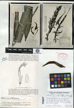 Pitcairnia flexuosa image