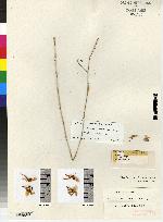 Ornithidium dolichophyllum image