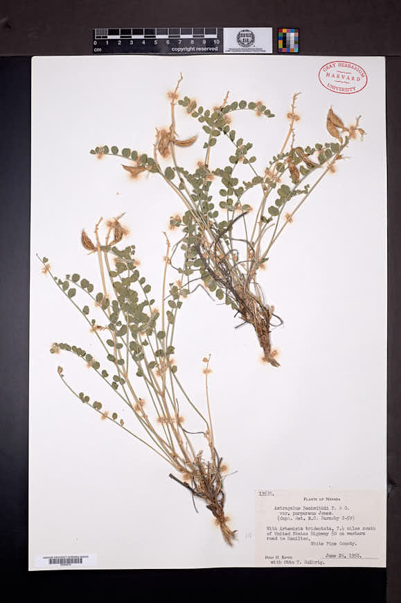 Astragalus beckwithii var. purpureus image