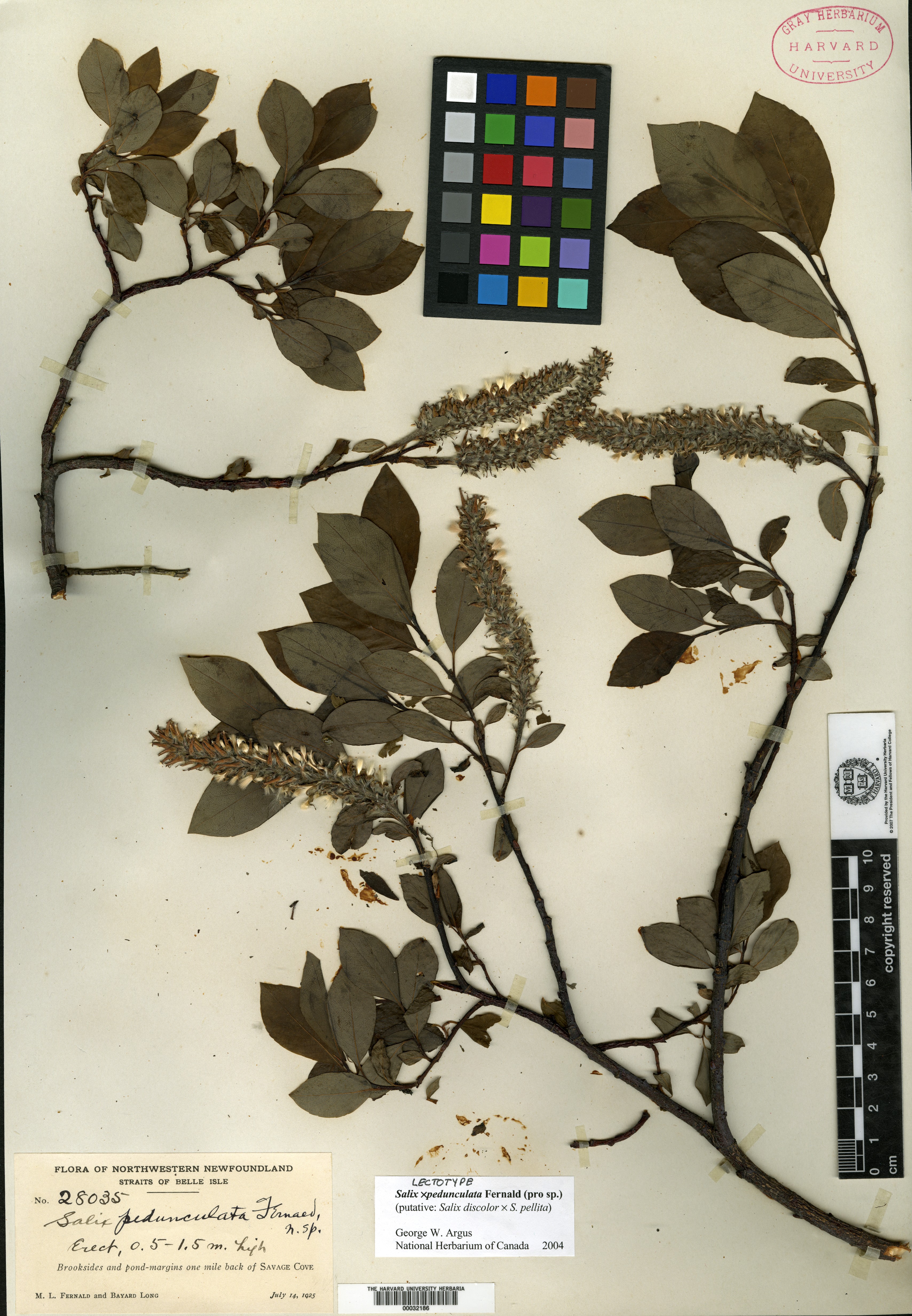 Salix x pedunculata image