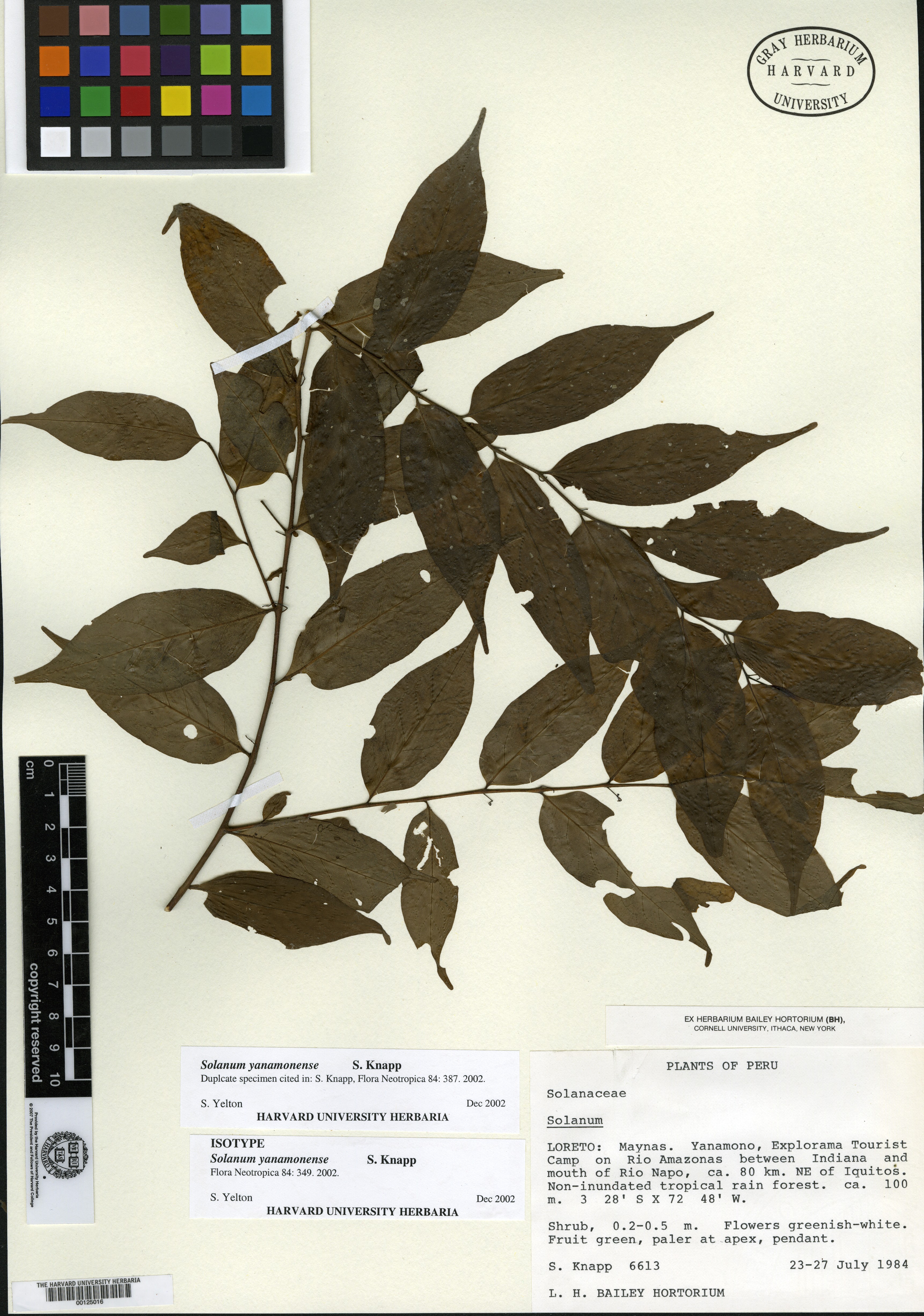 Solanum yanamonense image