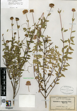 Monardella lagunensis image