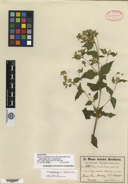 Calea ternifolia var. calyculata image