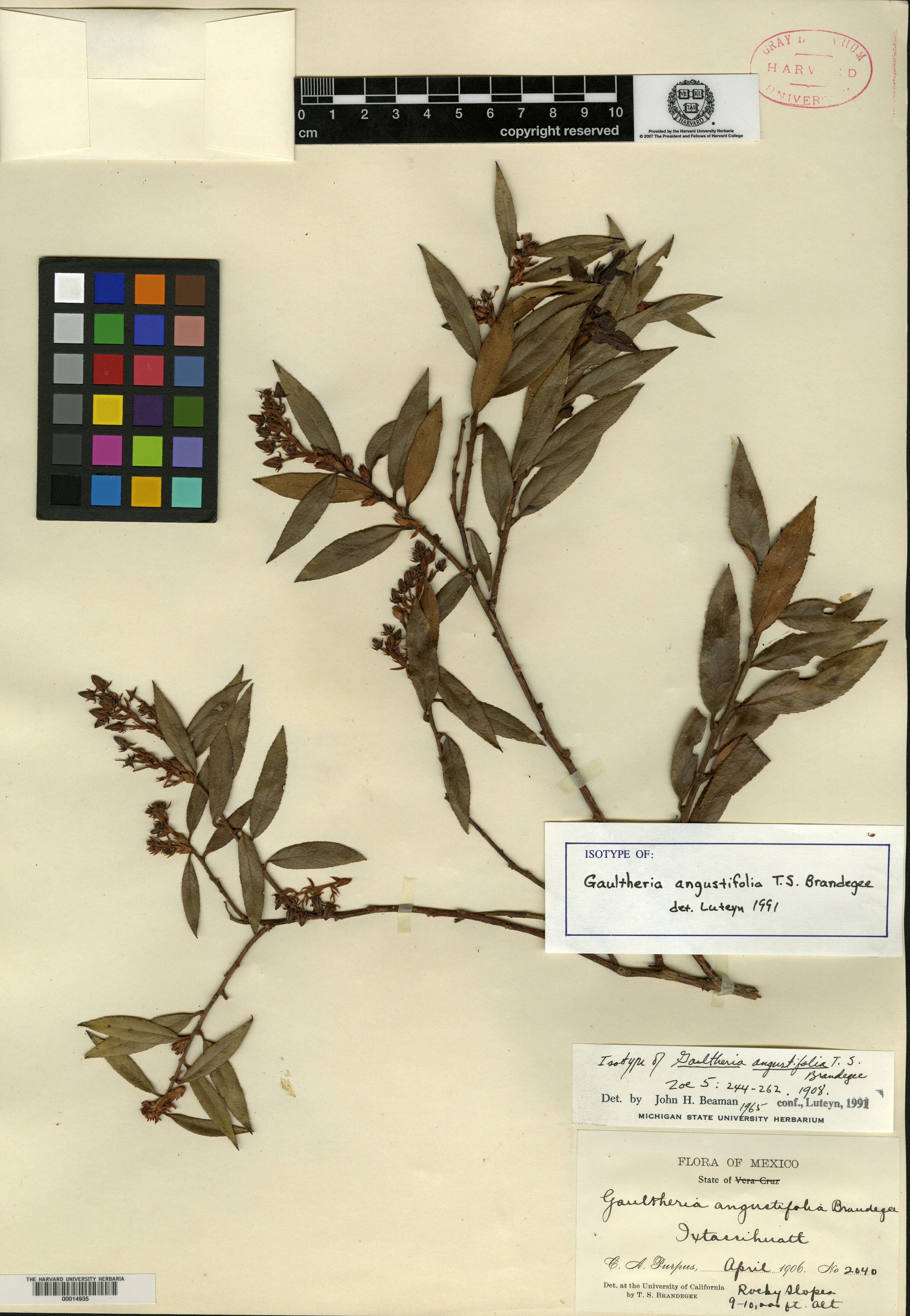 Gaultheria angustifolia image
