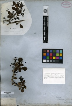 Pisonia floridana image