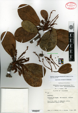 Cybianthus fulvopulverulentus subsp. fulvopulverulentus image