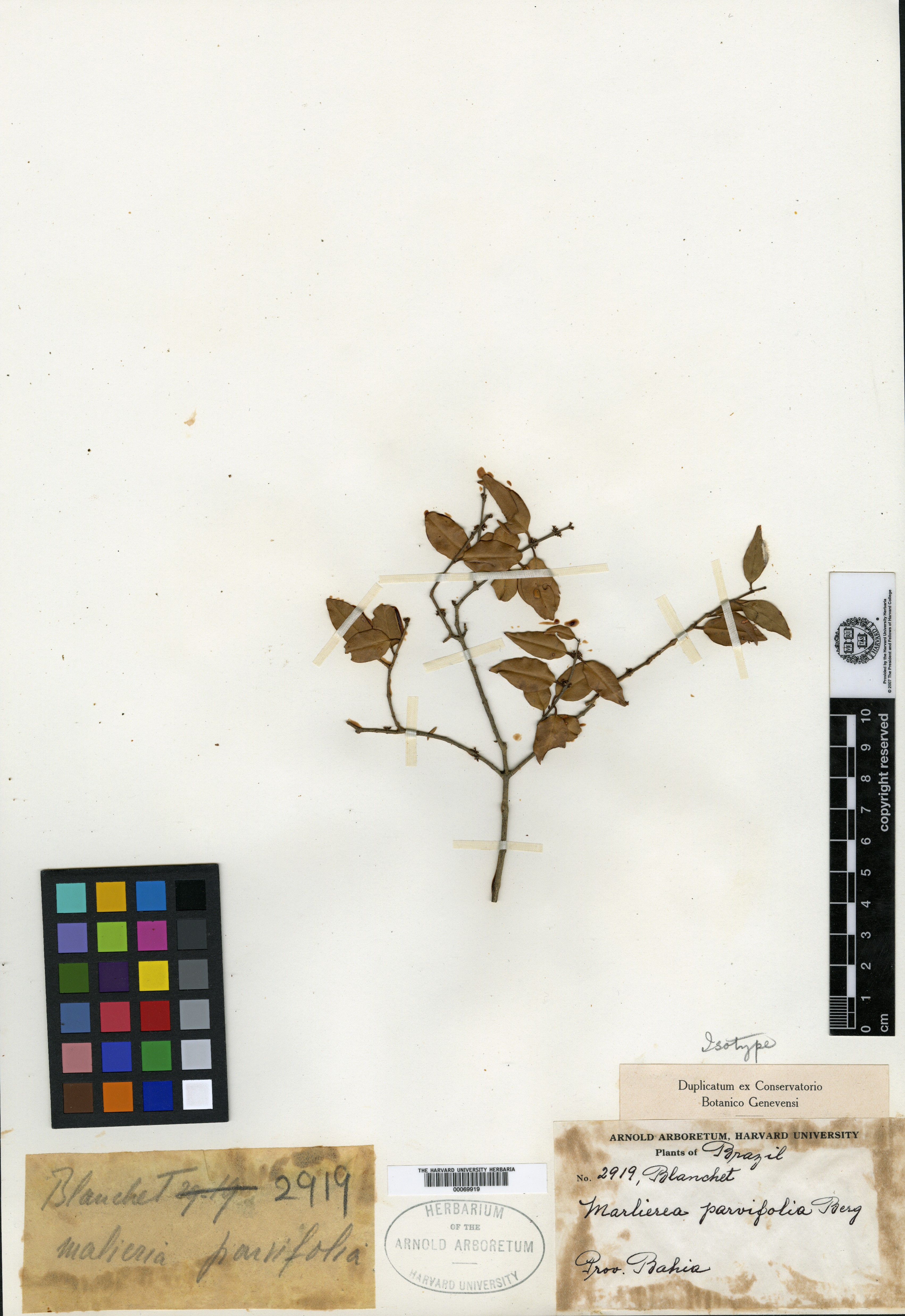 Melaleuca cheelii image