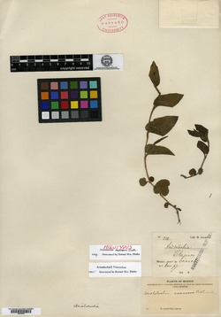 Aristolochia oaxacana image