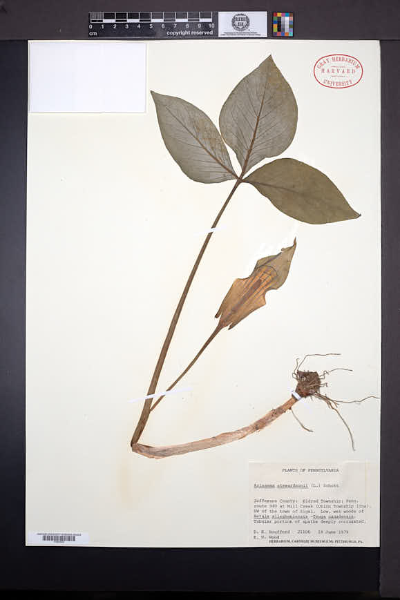 Arisaema triphyllum subsp. stewardsonii image