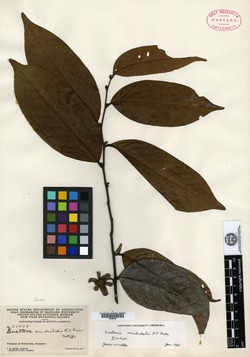 Guatteria occidentalis image