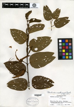 Bauhinia ornata image