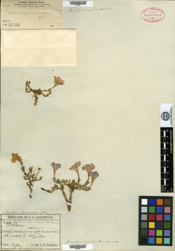 Bouchetia arniatera image