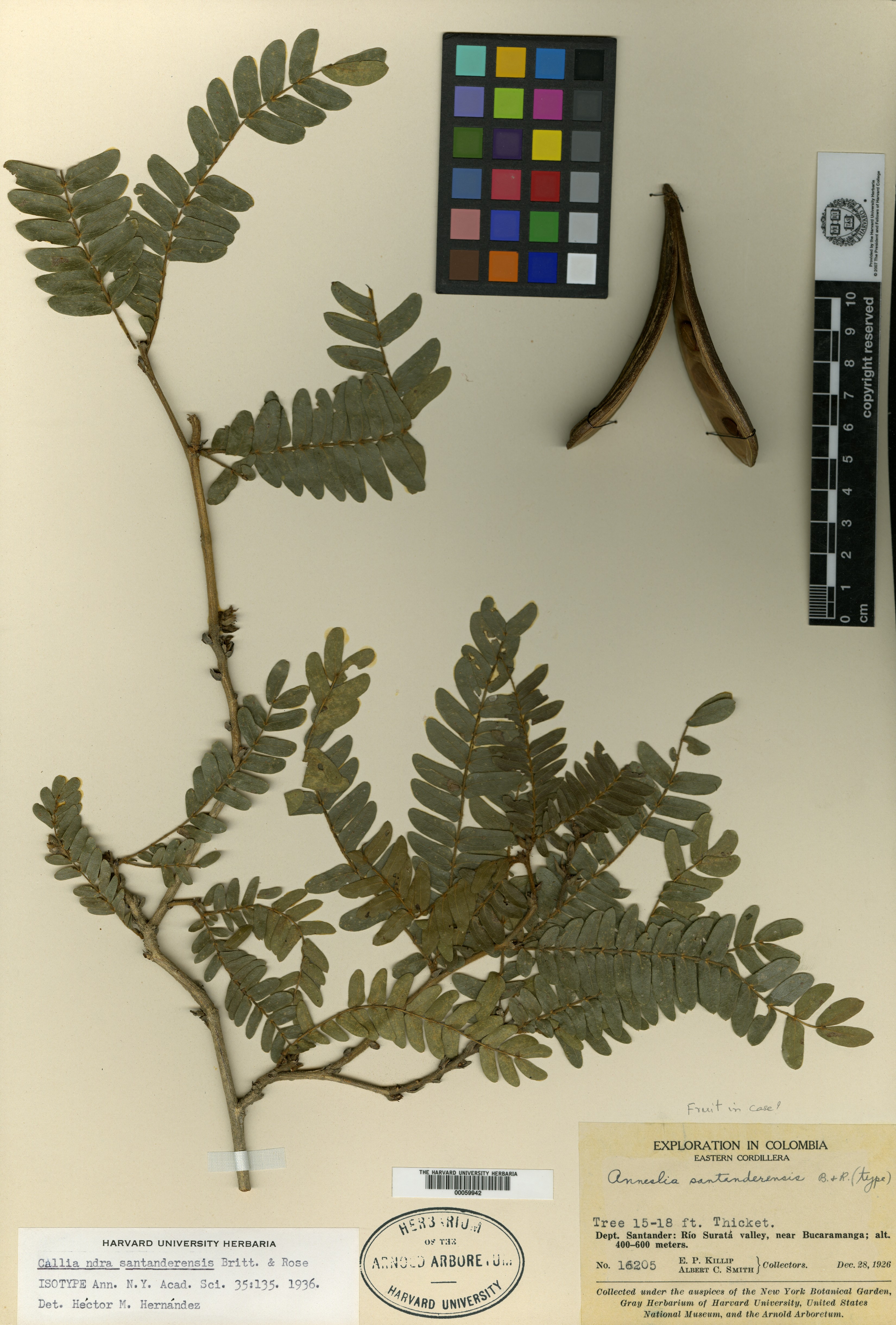 Zapoteca formosa subsp. mollicula image