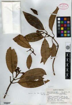 Tovomita pyrifolia image