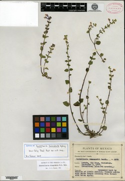 Scutellaria horridula image