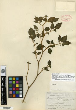 Brachistus pubescens image