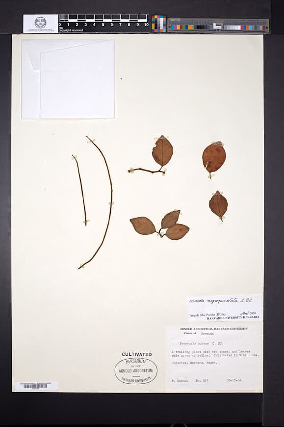 Peperomia glabella var. nigropunctata image